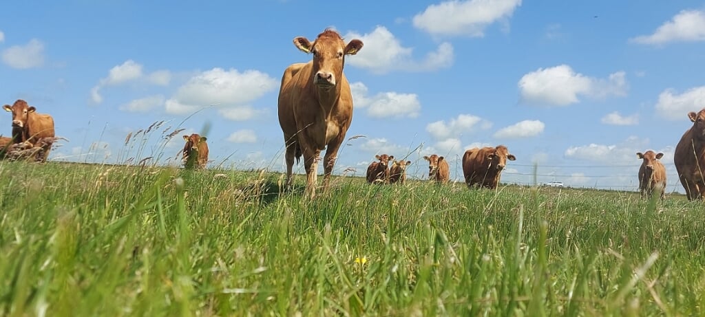 Het is mooi dat deze koeien een meerwaarde hebben. Uniek voor het landschap en uniek voor hun vlees.