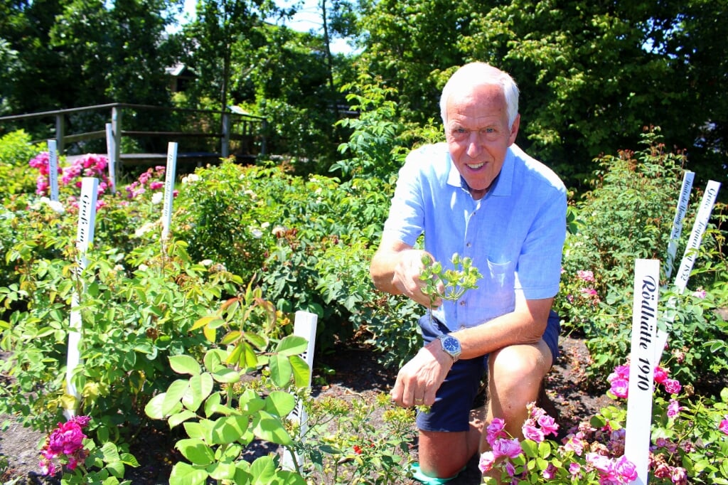 Aad Nederhof (74) is actief bij het Boomkwekerijmuseum in Boskoop, als bestuurslid en teamleider van het kwekerijteam. Momenteel staat de museumtuin in volle bloei, met veel bijzondere planten zoals de groene roos. 
