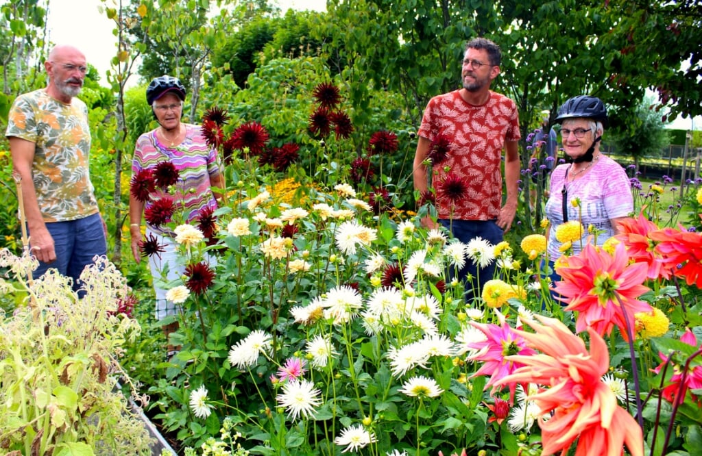 Bezoekers kijken hun ogen uit in de kleurrijke tuin van Leo Gräper (li) en Ludo Lohbeck. Roos van Eijk (re) en Annie Gerdes komen op de fiets naar het drukbezochte Tuinpad Rijneveld in Boskoop.