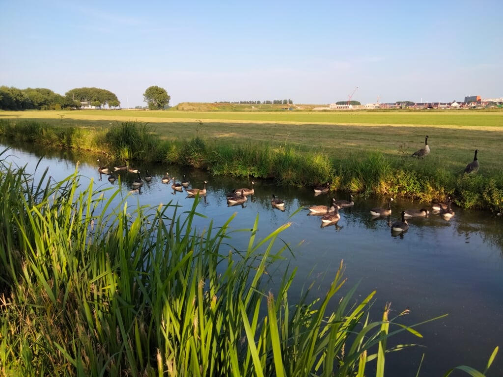 Een ganzenfamilie aan de Westgaag in Maasland.