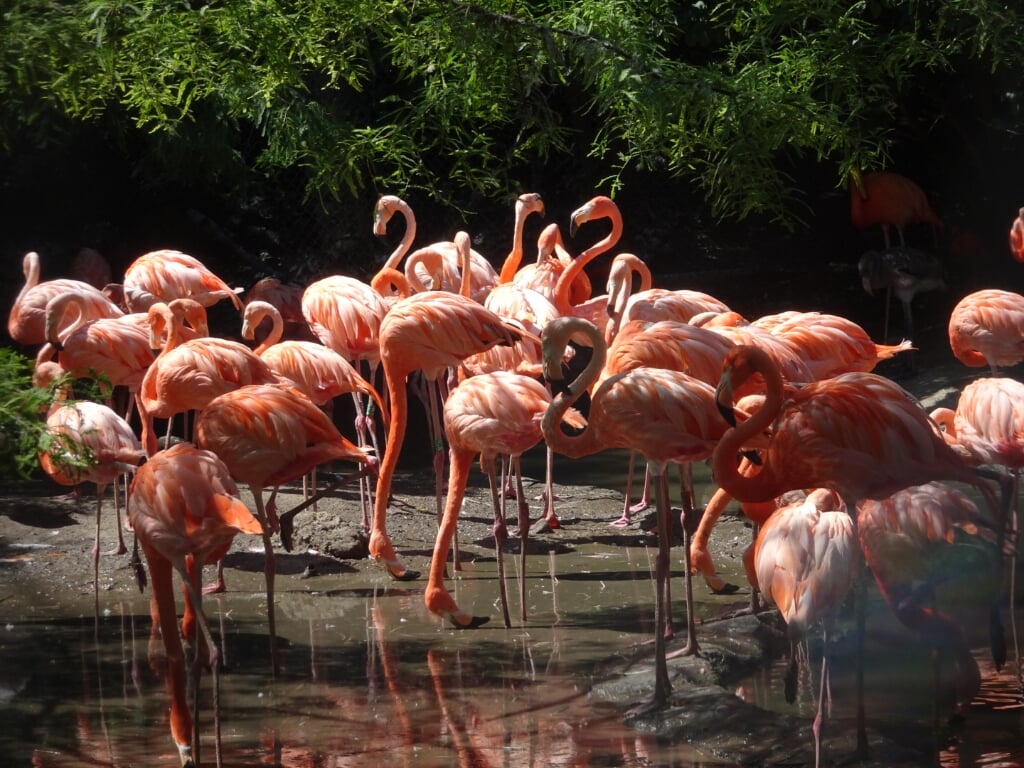 De meeste flamingo’s scharrelen rond in het water