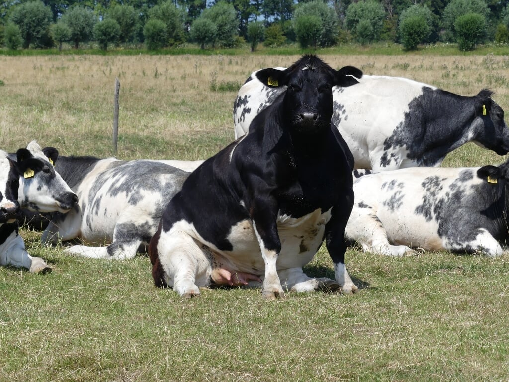 Een zonnende koe in de Bonnenpolder.
