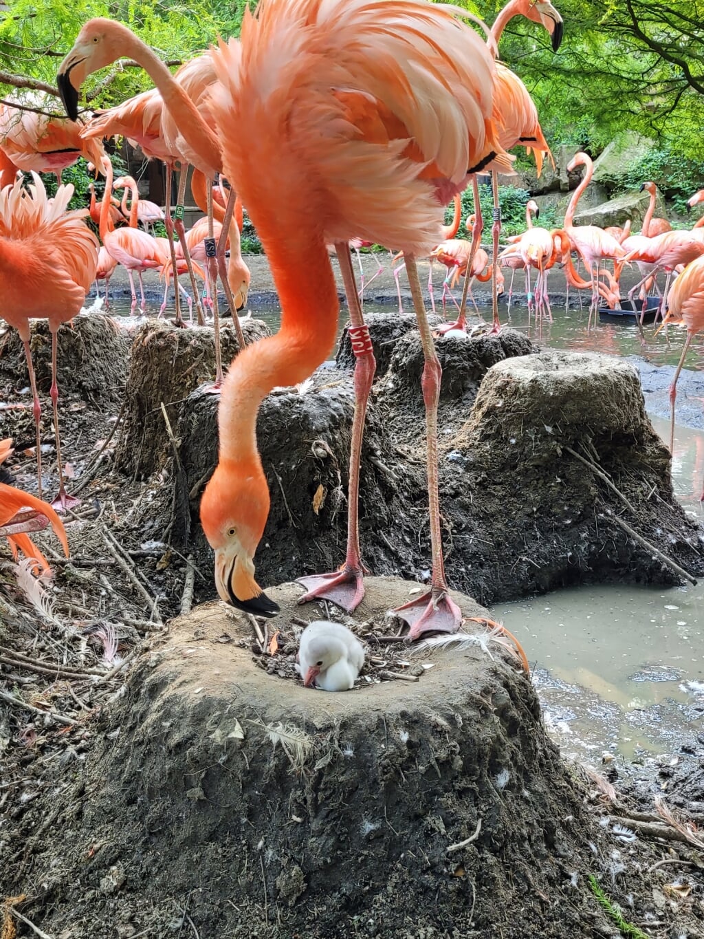 Dennis Appels: 'Je zou het niet zeggen, maar flamingo’s hebben best veel overeenkomsten met mensen'