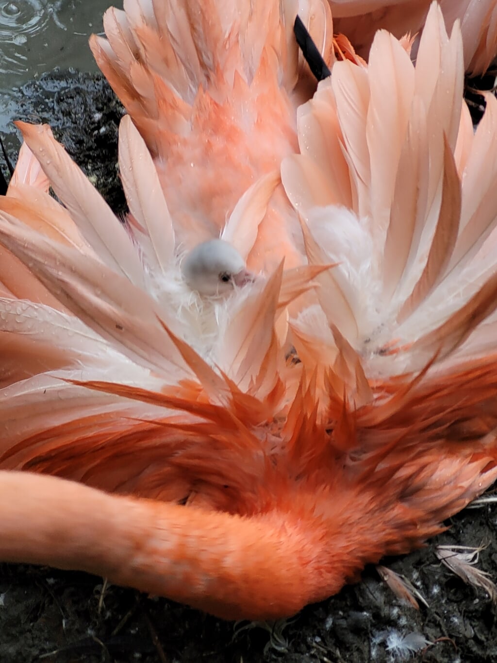 Flamingo kuikens zijn eerst grijs en later wit van kleur. Daarna worden ze geleidelijk aan roze