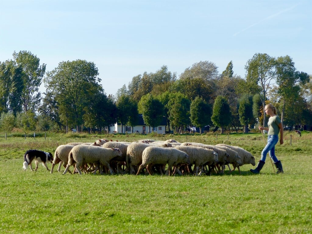 Er zijn onder meer diverse demonstraties van de schaapskudde met de herders.