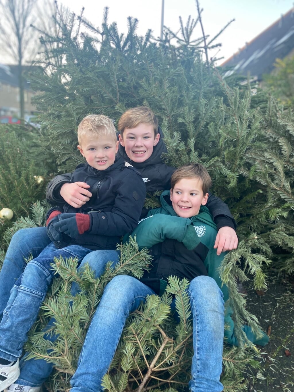 Dex, Bram en Teun haalden 120 kerstbomen op.