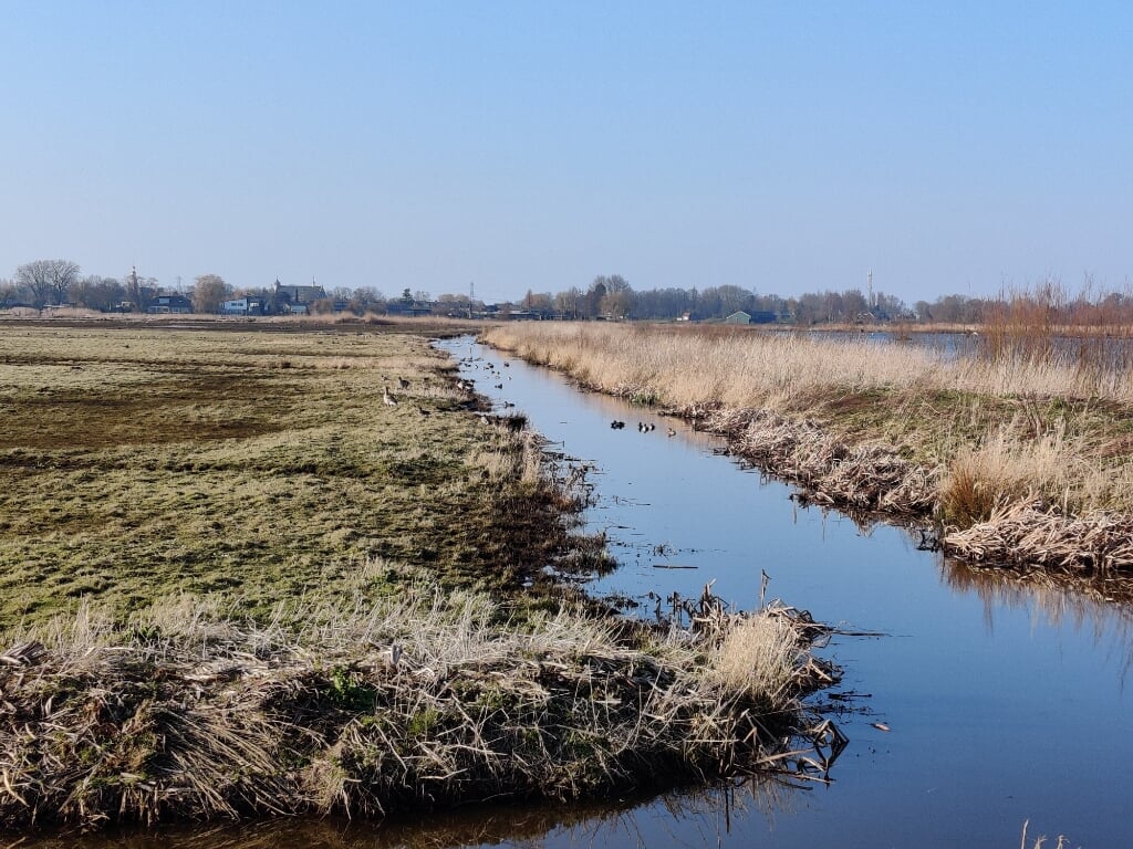 Het agrarisch collectief Rijn en Gouwe Wiericke is dringend op zoek naar mensen die graag weidevogels willen beschermen.