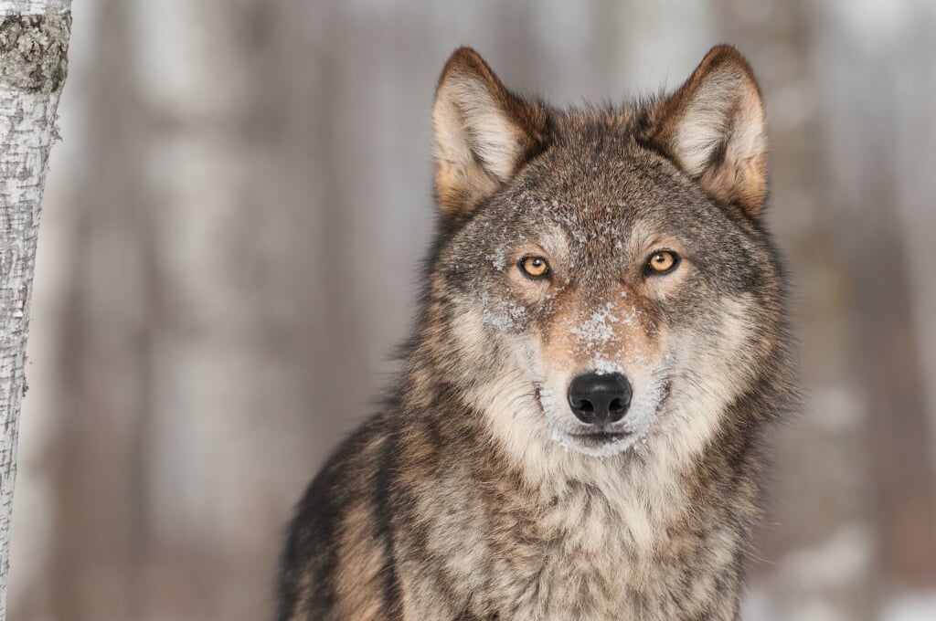 Het beschermen van de wolf is een taak van de provincie. 