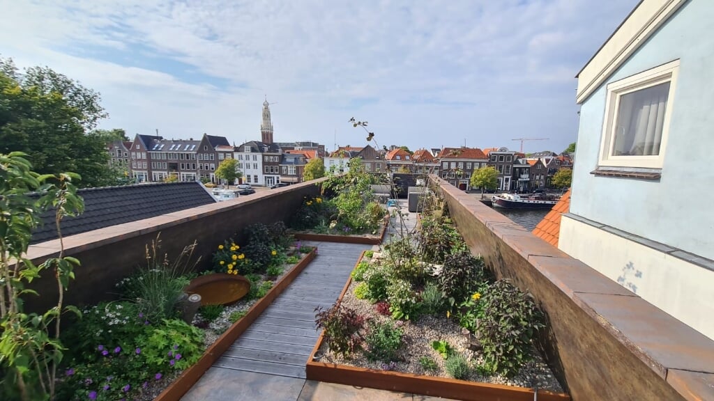 Een Haarlems dak in het centrum is vergroend.
