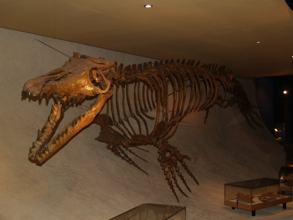 De uitgestorven Mosasaurus, ook wel maashagedis genoemd.