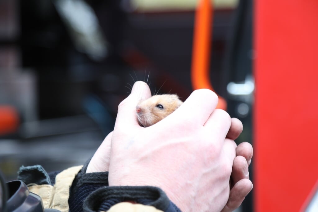 Een hamster die gered werd tijdens de brand.