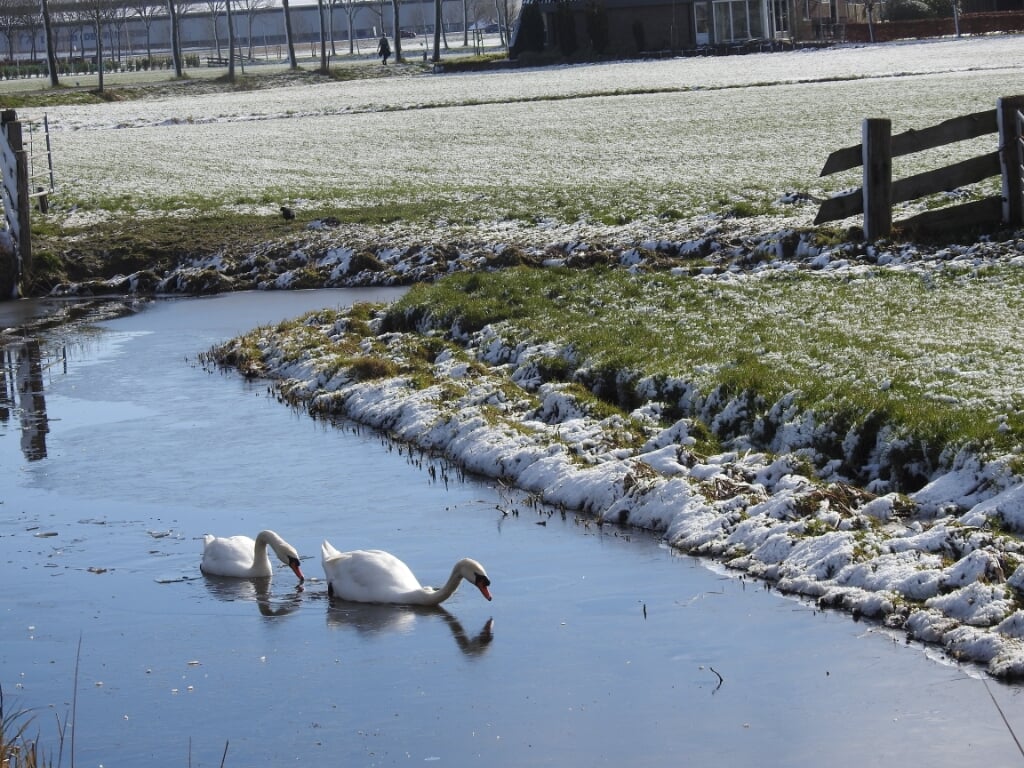 Het paar zwoegende zwanen door een laagje ijs in Bobeldijk. 