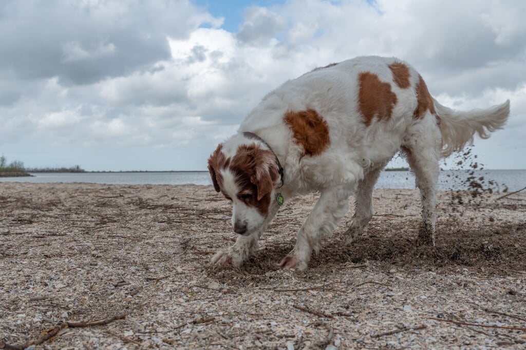 Jazzy aan het graven in het zand.