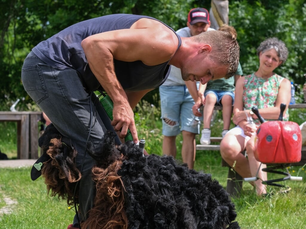 Eén van de hoogtepunten op de Kijkboerderij elk jaar: het scheren van de schapen. 