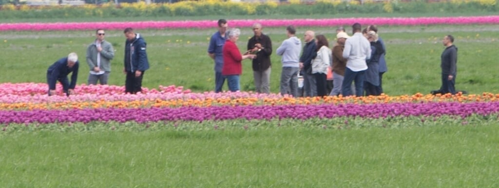 Barack Obama tussen de tulpen in de Beemster.