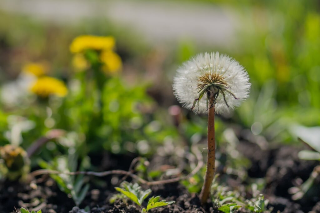 Wordt de Paardenbloem de nationale bloem van Nederland?