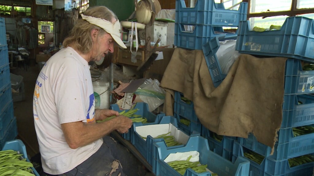 Peter Zuijderwijk sorteert snijbonen.