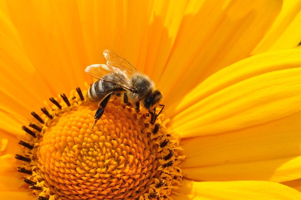 Het gaat niet goed met bijen en andere bestuivende insecten. 