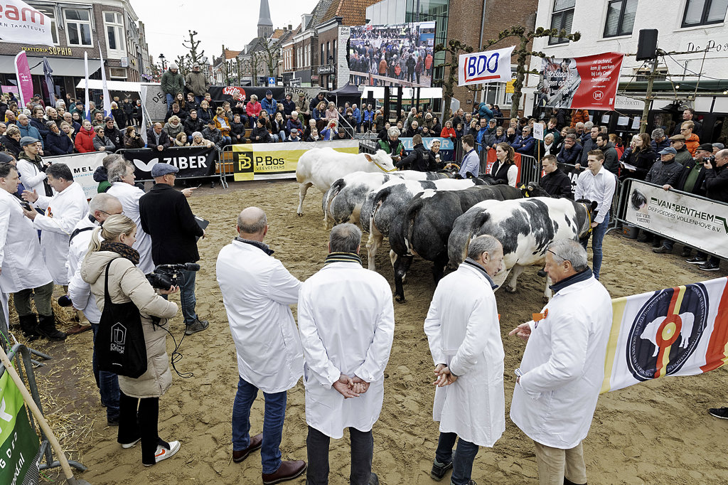 Wout Wagenmans links in actie tijdens het keuren van het vee.