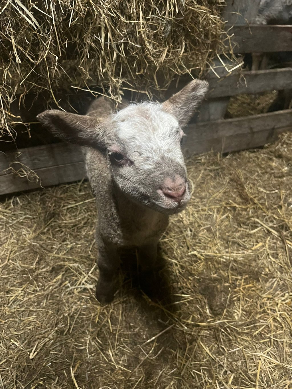 Op Tweede Paasdag is iedereen van harte welkom om de schapen en lammetjes van Vockestaert te bezoeken. 