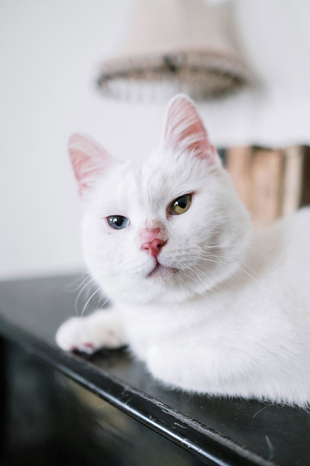 Met name witte katten zijn gevoelig voor plaveiselcelcarcinoom. 