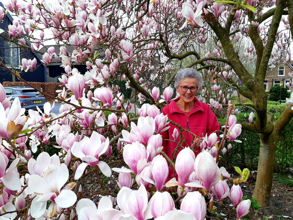 De overbuurvrouw van Geert en haar prachtige magnolia