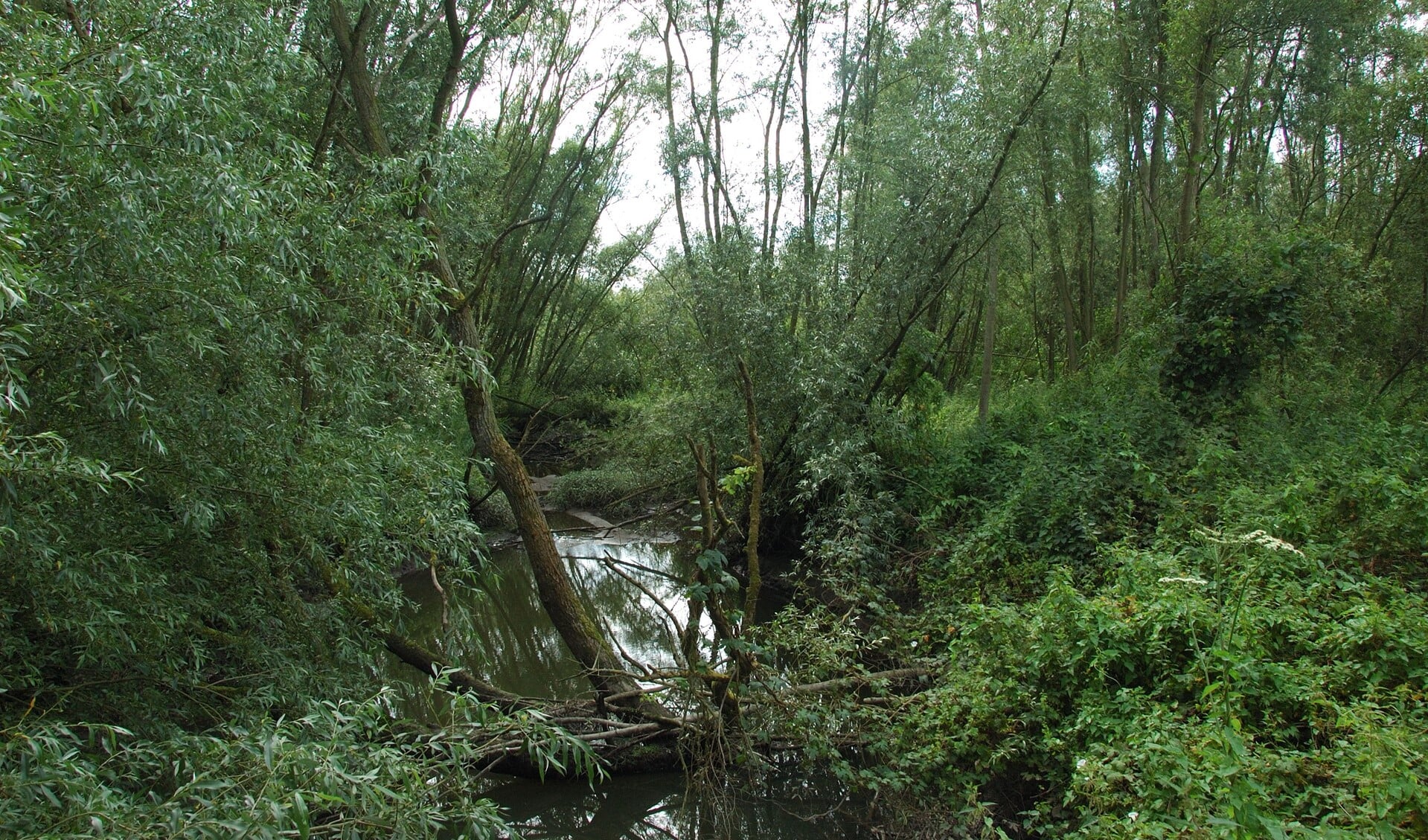 De natuur kan zijn gang gaan op de Beerenplaat (Foto: Madeleine de Haas)