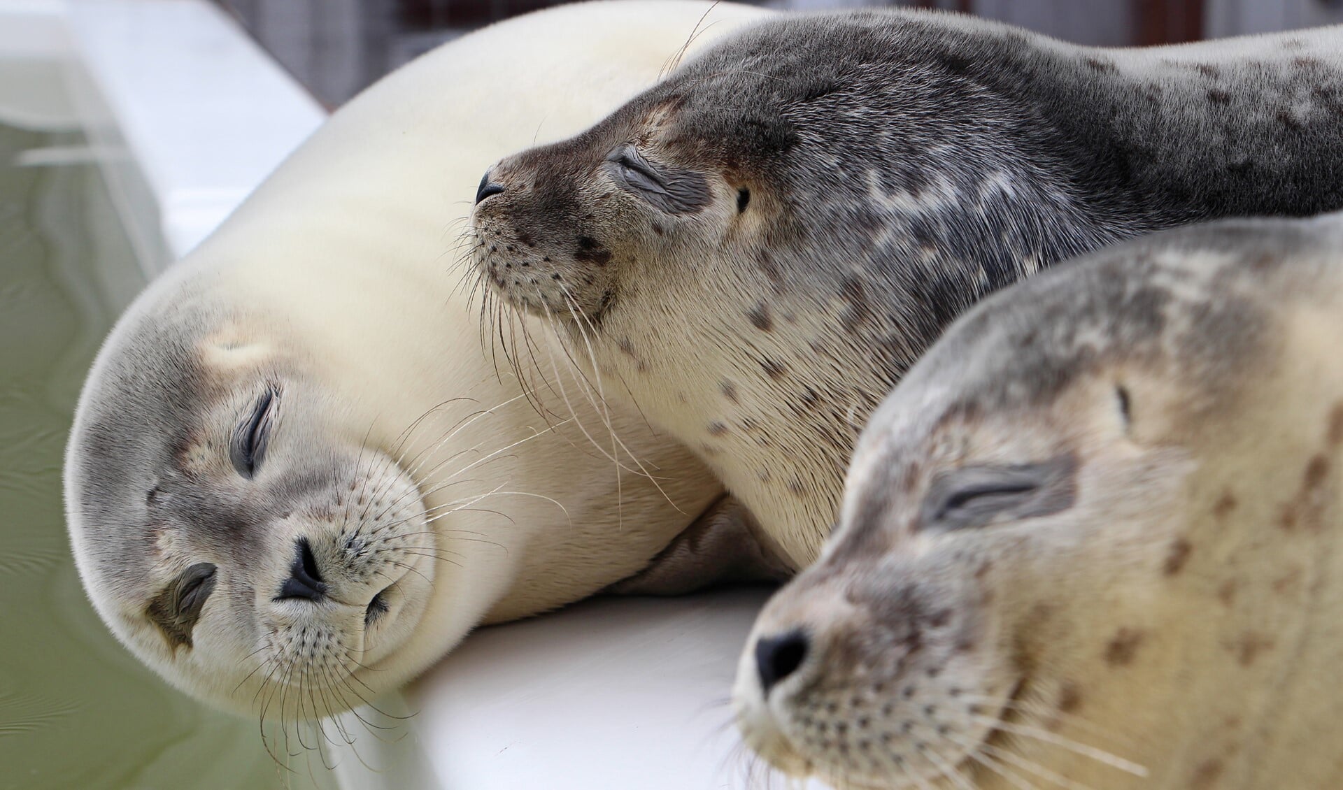 Foto: A Seal