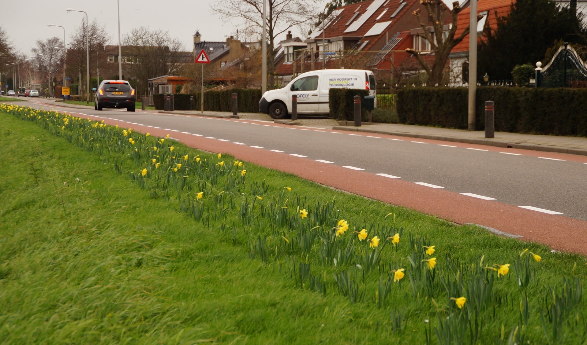 Aan de Kerkweg in Zuidland bloeien de narcissen al. Foto: Teun Kweekel.