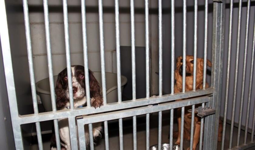 De kennel in Poortugaal.