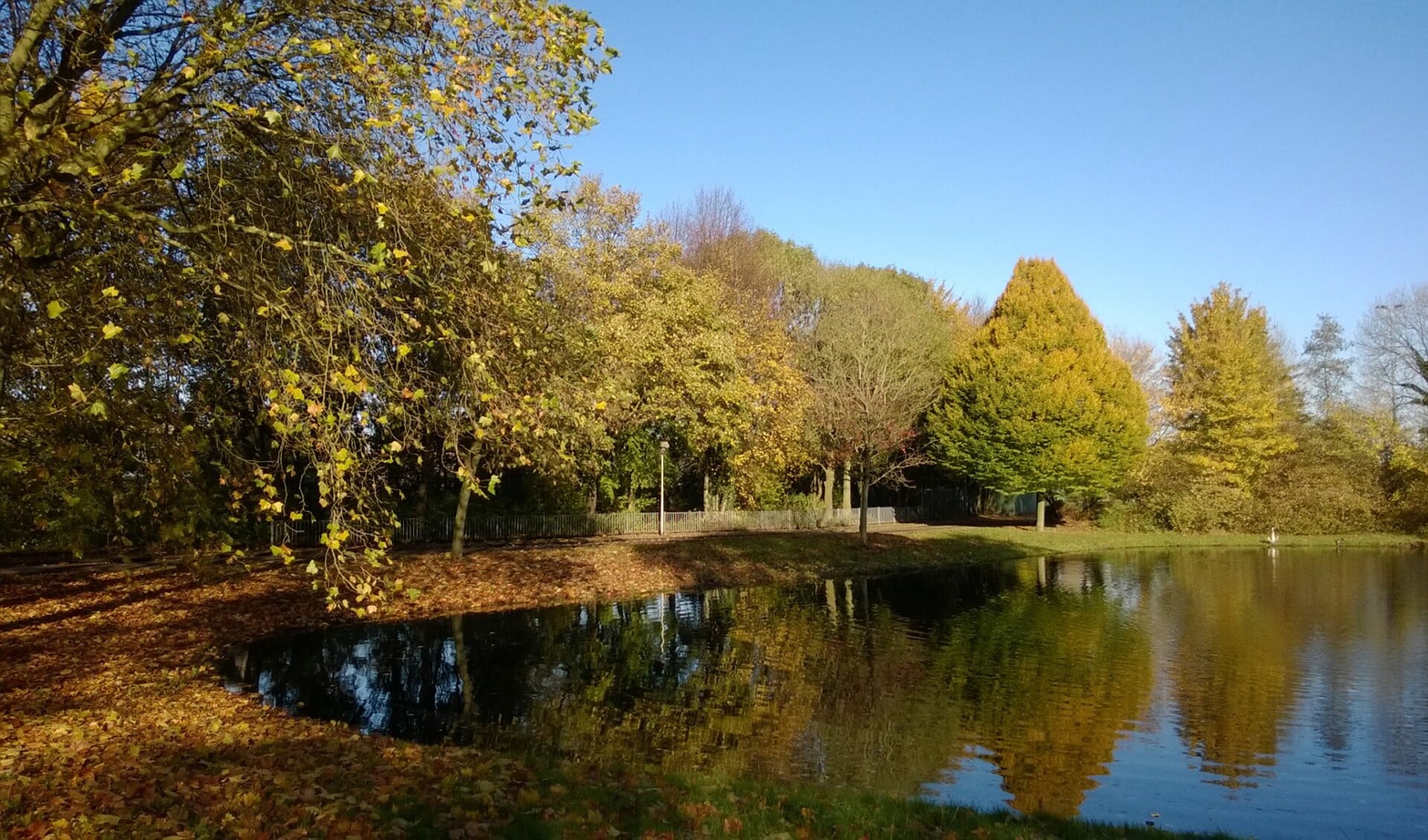 Ook in onze omgeving staan prachtige bomen. 