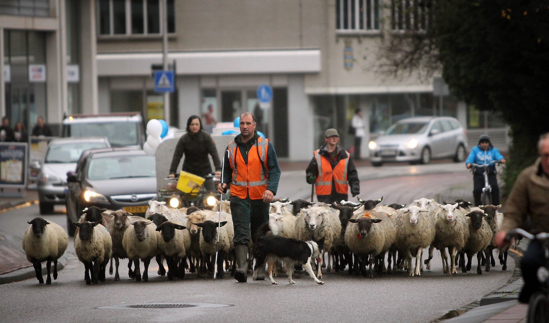 Vorig jaar november liet de kudde door Spijkenisse. Archieffoto: Peter de Jong.