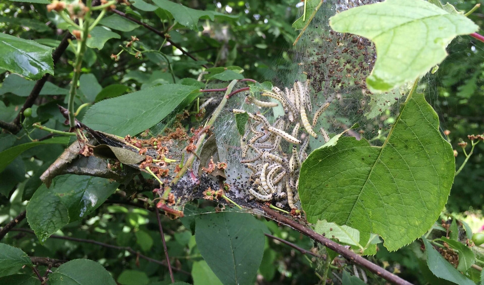 Wachten op de metamorfose.