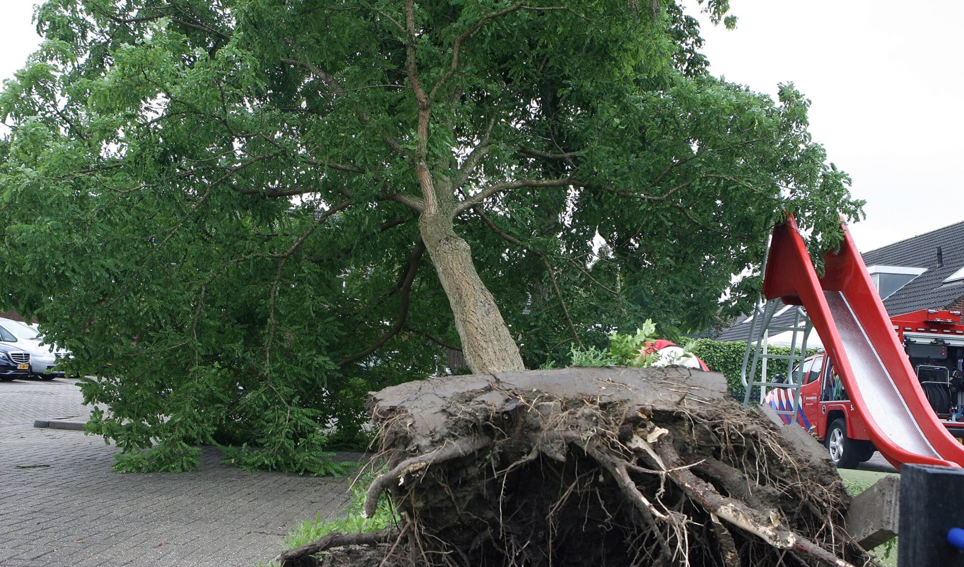 De boom werd door de zware storm geheel ontworteld