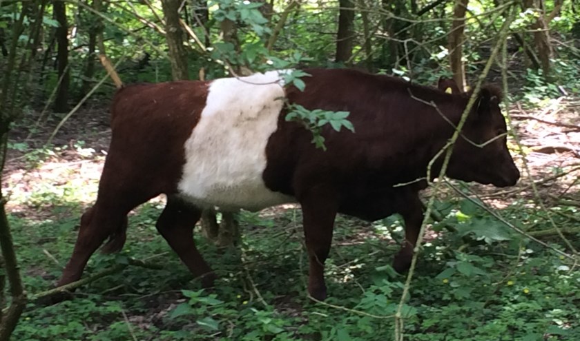 De koe nam de kuierlatten.