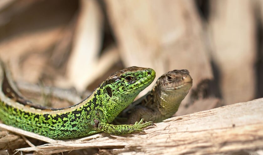 Zandhagedis (Lacerta agilis), Echte hagedissen (Lacertidae), Schubreptielen (Squamata, Sauria), Reptielen (Reptilia), fauna, hagedis, reptiel -