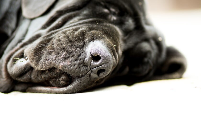 Voor het eerst zijn er in Nederland antistoffen bij een hond aangetroffen