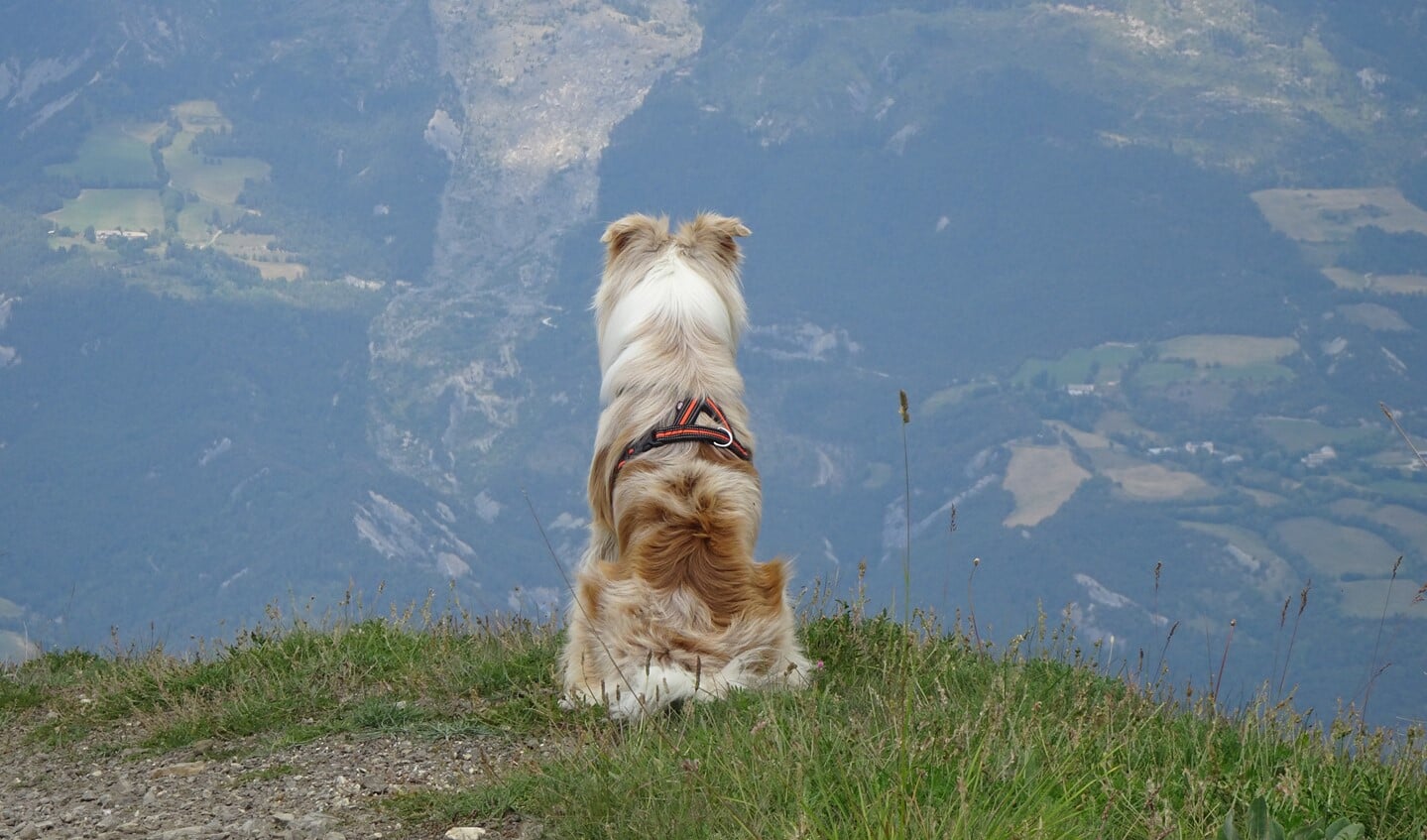 Maas, a dog with a view!