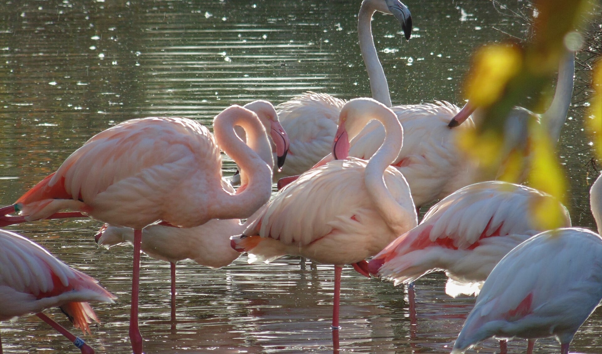 Een pomp zorgt ervoor dat het water van de vijver in beweging blijft, waarin de flamingo's hun voedsel vinden zoals weekdieren en wormen. Deze weten ze door hun vorm van hun snavel te filteren uit het water. 