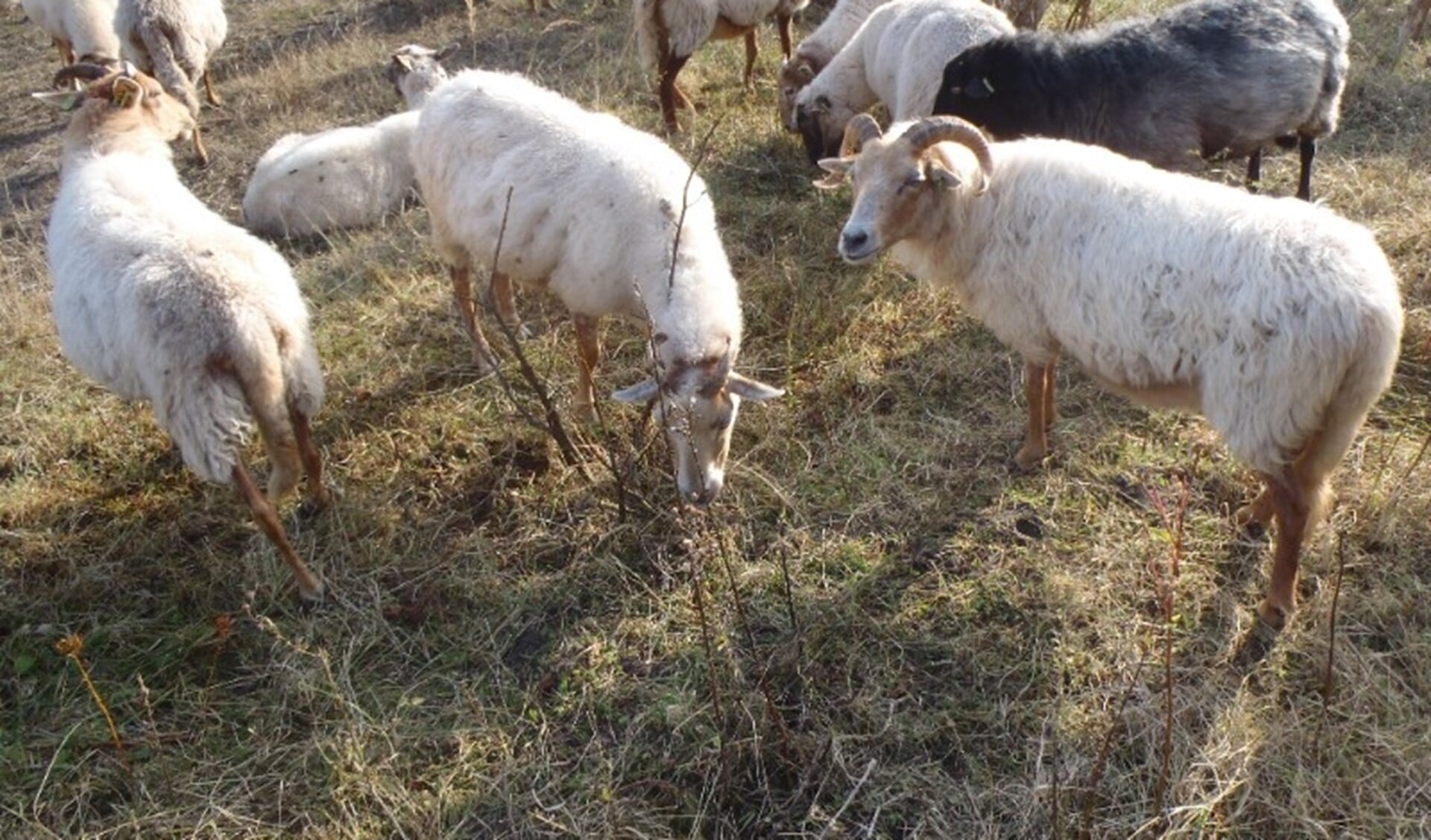 De komende weken trekt de kudde samen met herder de slikken op