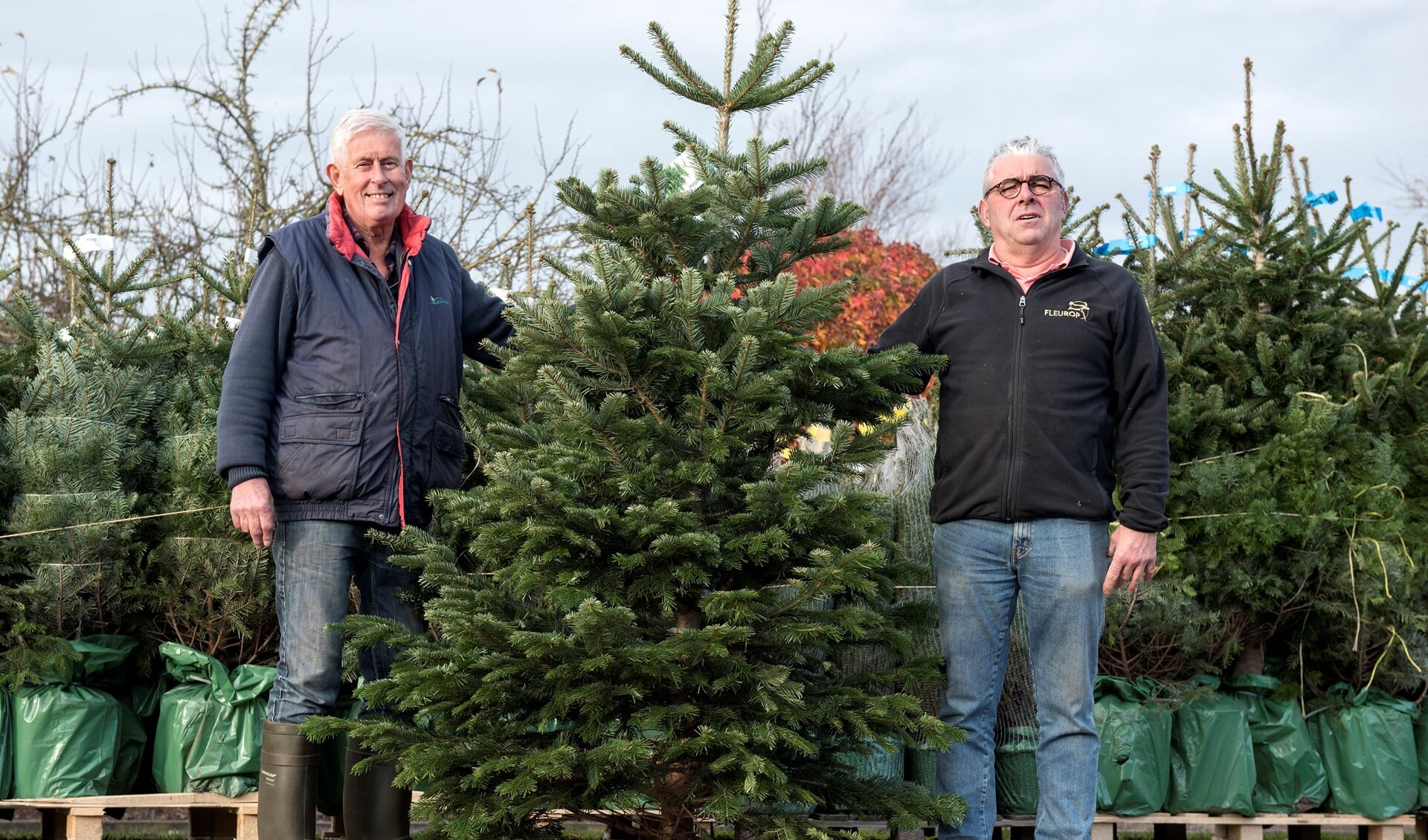 Komende vrijdag starten Jan Roskam (l) en Dick Hagestein met de verkoop van kerstbomen in Oostvoorne (Foto: Jos Uijtdehaage)