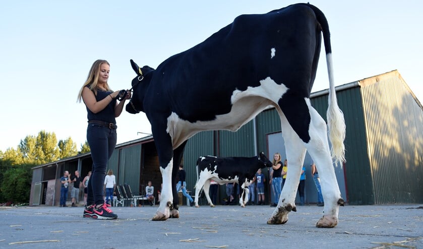 Laura (voorgrond) en haar zusje Emma Poot (achter) uit Rockanje oefenen voor het showmanship kampioenschap dat tijdens de Fokveedag Hellevoetsluis wordt gehouden.