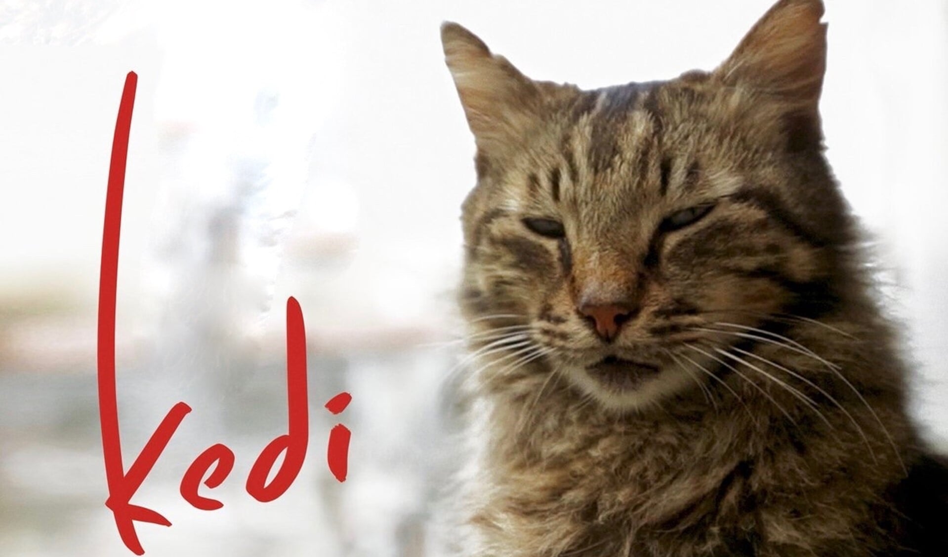 Aan de hand van zeven katten voert de film/documentaire Kedi de kijker door Istanbul. 