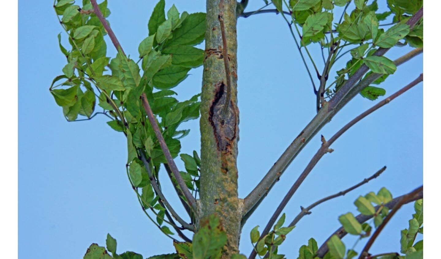 Door essentaksterfte aangetaste bomen kunnen gemakkelijk omvallen. Dit kan leiden tot gevaarlijke situaties. (Foto: PR)