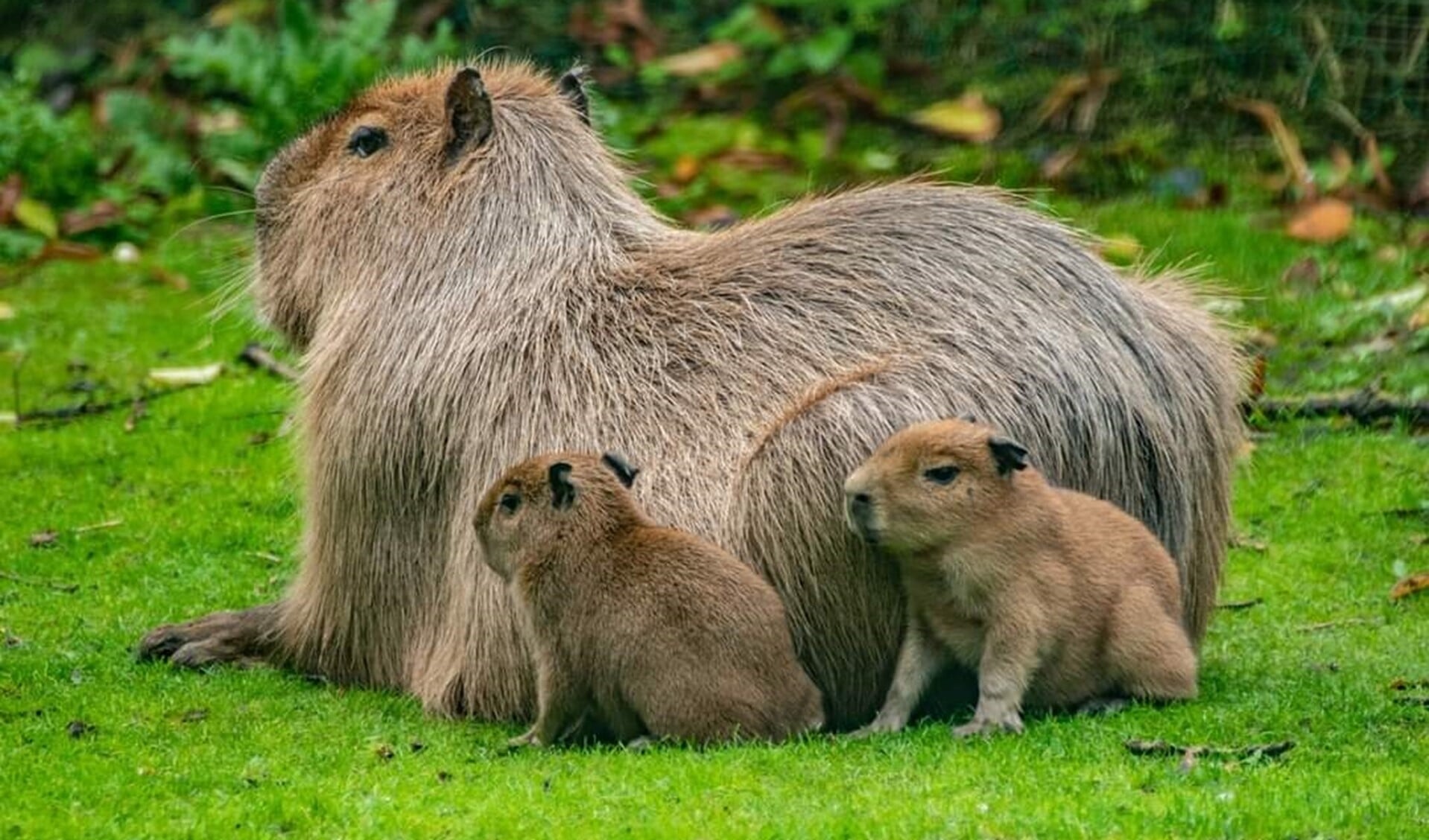 Op het park zijn weer diverse dieren geboren, waaronder drie capybara's, het grootste knaagdier ter wereld. (Foto: Jeroen de Bruijn)