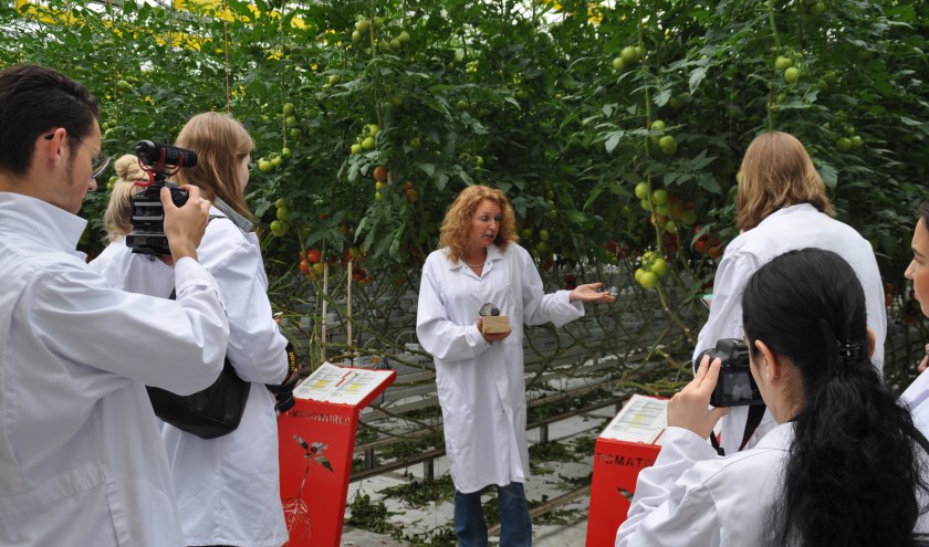 Bezoek in de kas van Tomatoworld.