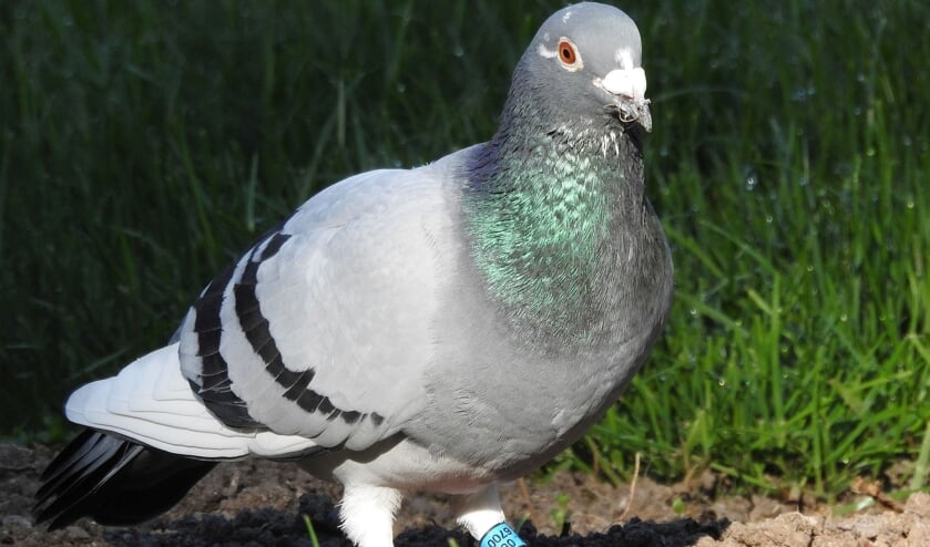 Er zijn zowel bevlogen als onbevlogen duiven te bezichtigen in diverse klassen.
