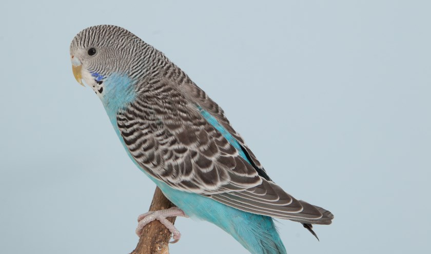 Op 22 en 23 november vindt de jaarlijkse tentoonstelling van Vogelvereniging Westland plaats.