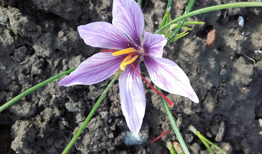 'De stampers worden uit de bloem gehaald en gedroogd' Foto:PR