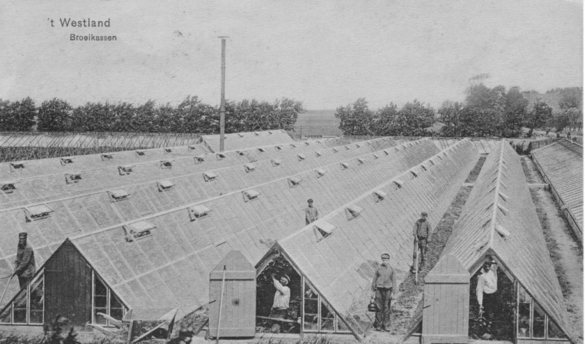 Het boek Kassen in Nederland omvat een uitgebreide studie van plantenkassen in Nederland tussen 1650 en 1950.